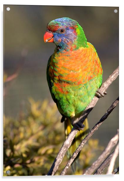 Rainbow lorikeet Acrylic by Steven Ralser