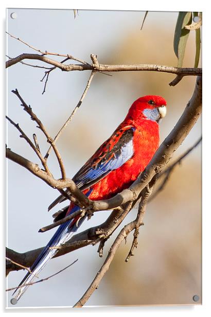 Rosella Acrylic by Steven Ralser