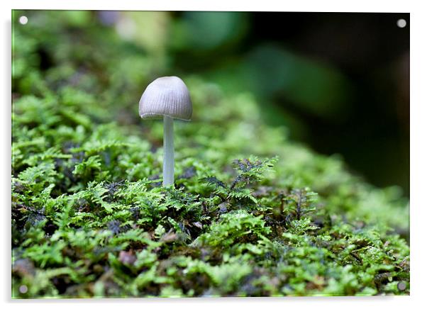 Mushroom on log Acrylic by Steven Ralser
