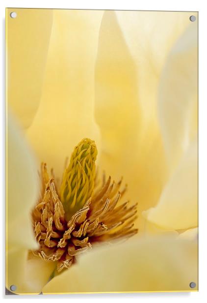 Yellow magnolia Acrylic by Steven Ralser