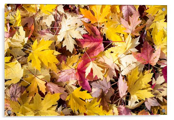 Maple leaves Acrylic by Steven Ralser