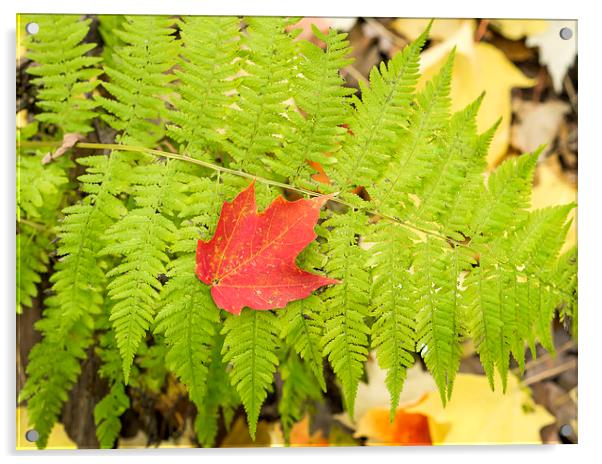 Maple leaf on Fern Acrylic by Steven Ralser
