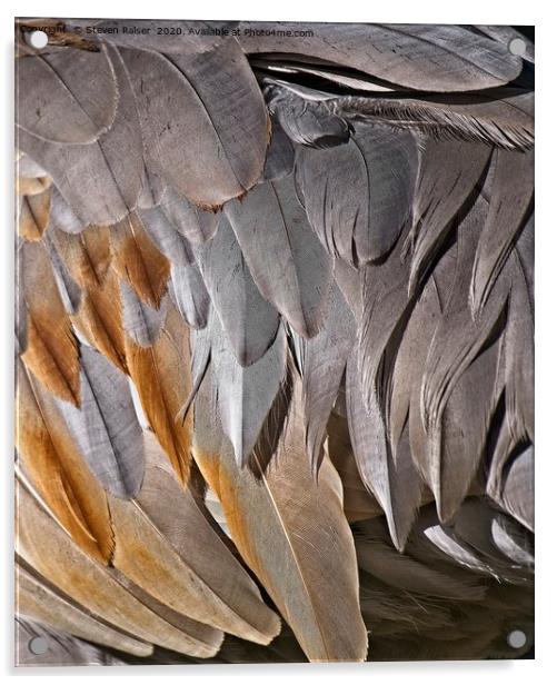 Sandhill Crane Feather Detail 2 Acrylic by Steven Ralser