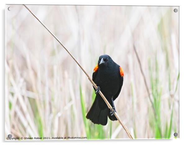 Red-winged blackbird 9, UW Arboretum, Madison, WI  Acrylic by Steven Ralser