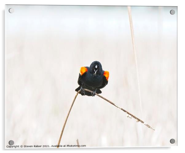 Red-winged blackbird 10, UW Arboretum, Madison, WI  Acrylic by Steven Ralser