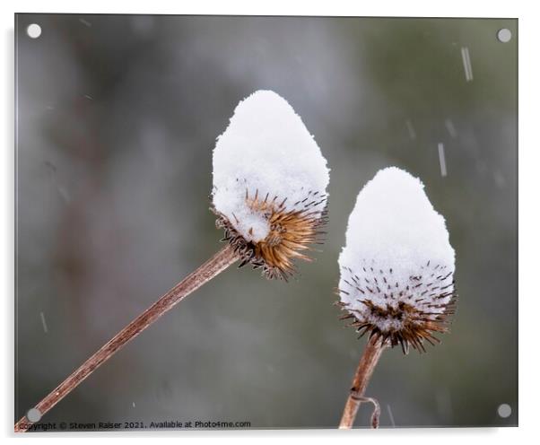Snow on Coneflower 1 Acrylic by Steven Ralser