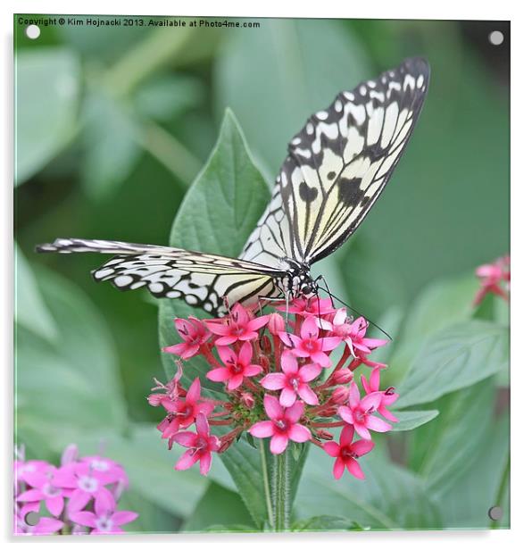 Paper Kite Butterfly Acrylic by Kim Hojnacki