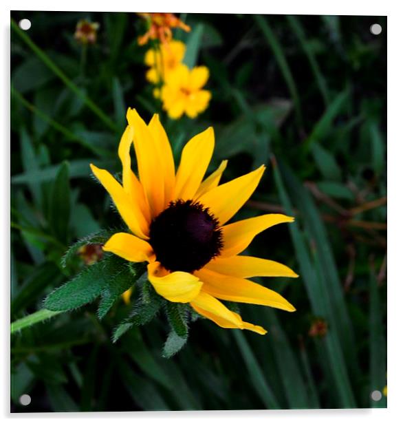 Black-eyed Susan Glows Acrylic by Pamela Briggs-Luther