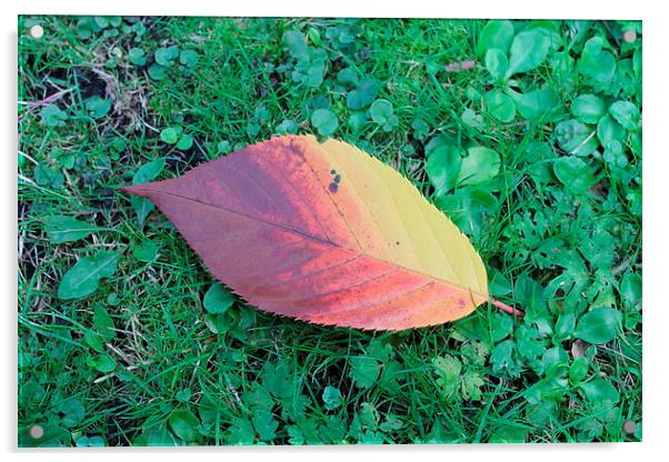 First leaf of the Autumn Acrylic by Juha Remes