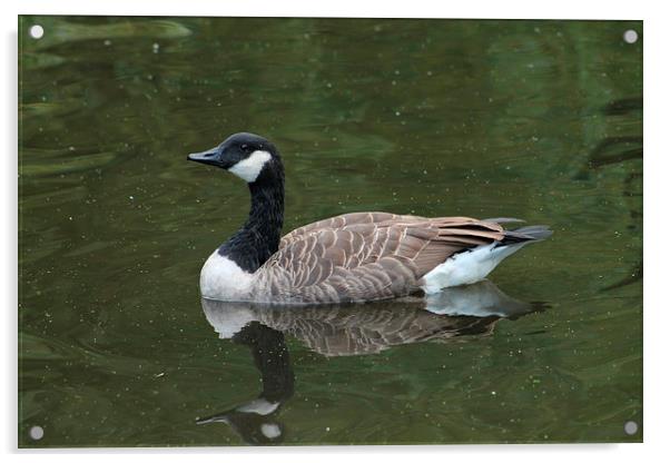 Canada Goose swimming in green water, Manchester, Acrylic by Juha Remes