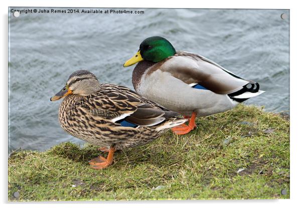 Couple of Mallard Ducks Acrylic by Juha Remes