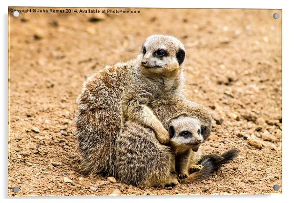 Adult Meerkat and Cubs  Acrylic by Juha Remes