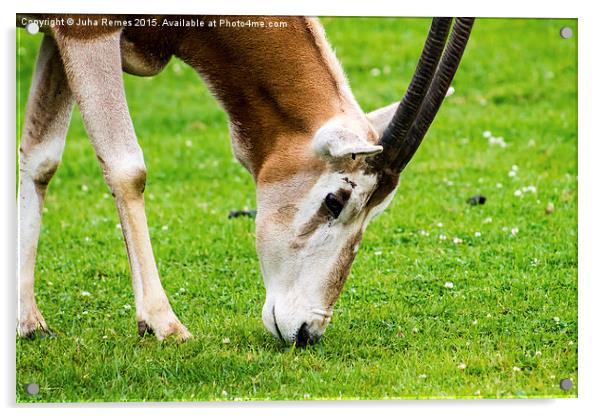 Scimitar-Horned Oryx Acrylic by Juha Remes