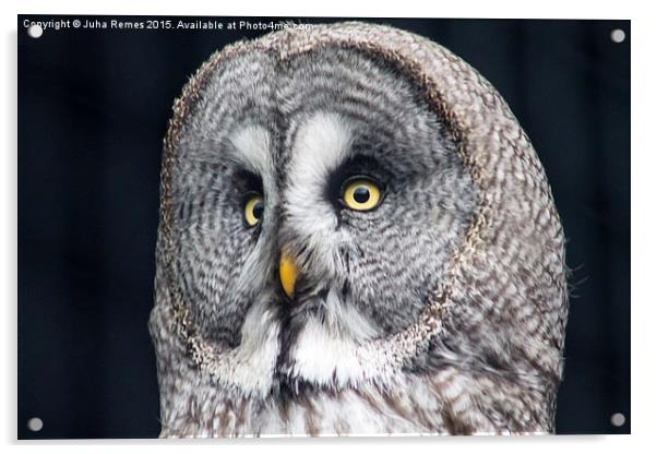 Great Grey Owl Acrylic by Juha Remes