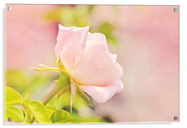 Softly Pink Rose Acrylic by Nicole Rodriguez