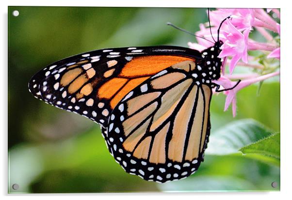 Nectaring Monarch Acrylic by Nicole Rodriguez