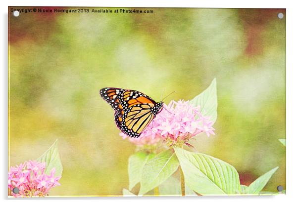 Dazzling Monarch Acrylic by Nicole Rodriguez