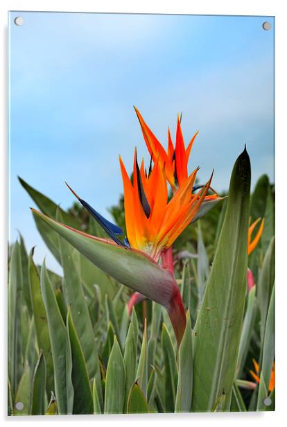 Bird of paradise flower Strelitzia reginae Acrylic by Marianne Campolongo