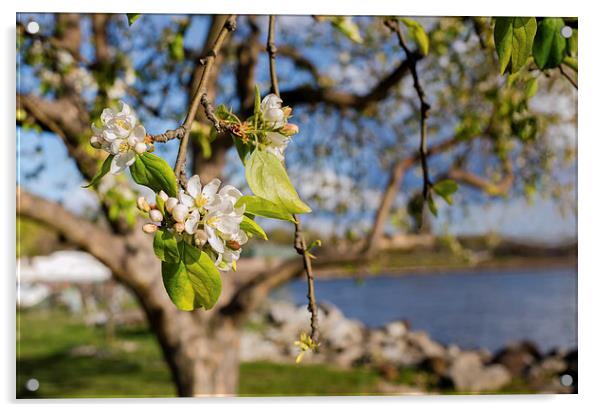 Apple blossoms by the Hudson River New York Acrylic by Marianne Campolongo