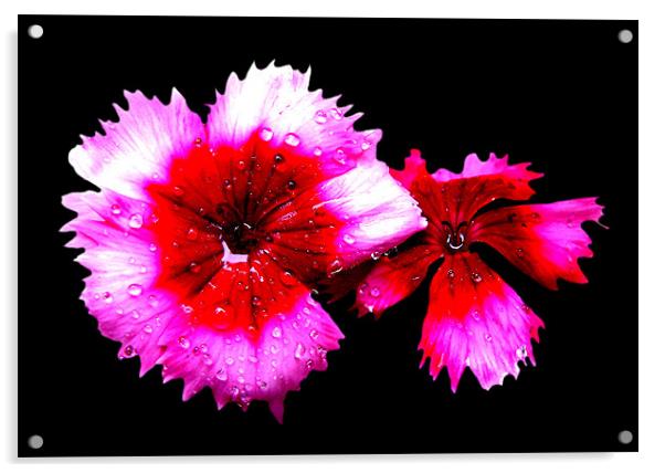 Pinks Acrylic by john joyce
