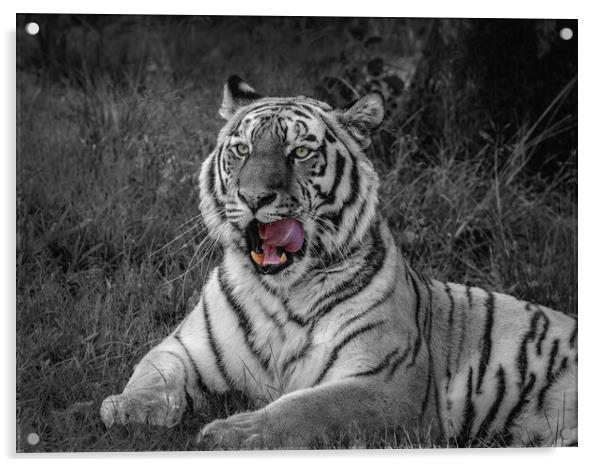 Majestic Amur Tiger Acrylic by Wendy Williams CPAGB