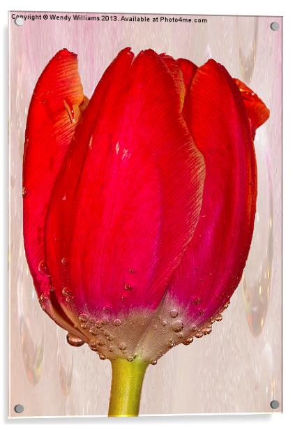 Tulip Bubbles Acrylic by Wendy Williams CPAGB
