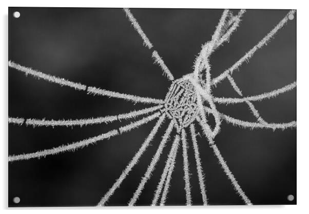 Frozen Spiderweb Acrylic by Wendy Williams CPAGB