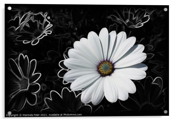Daisies and shades of gray Acrylic by Marinela Feier