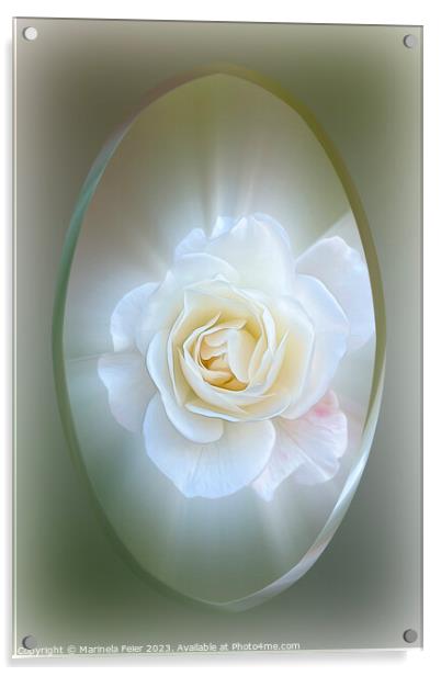 White Rose Acrylic by Marinela Feier