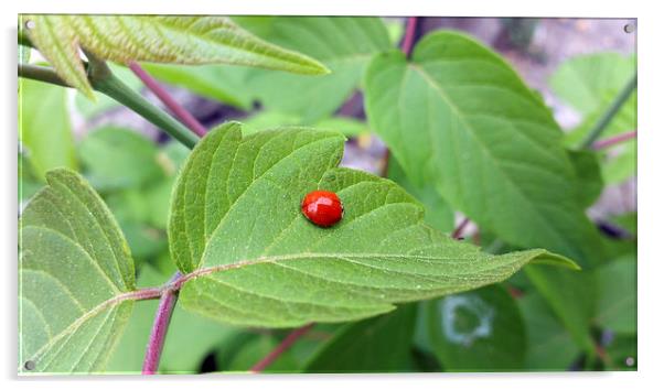  the lonely ladybug  Acrylic by Marinela Feier