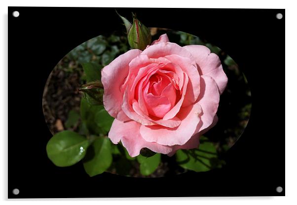  blooming rose Acrylic by Marinela Feier