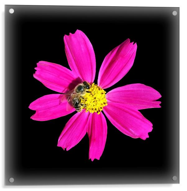  bee on a pink flower Acrylic by Marinela Feier