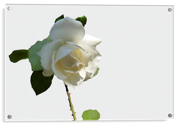  a white rose Acrylic by Marinela Feier