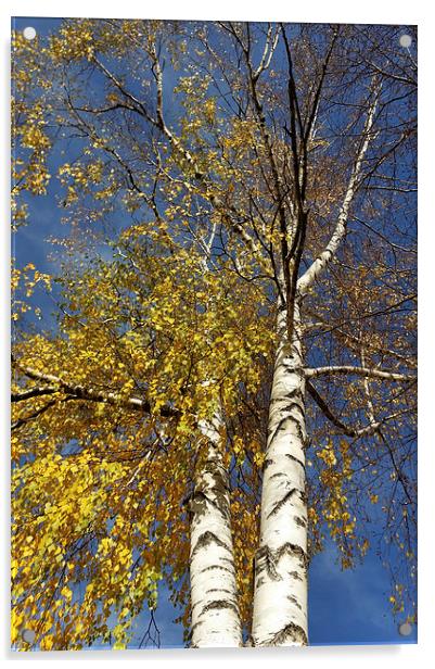  two birch trees  Acrylic by Marinela Feier