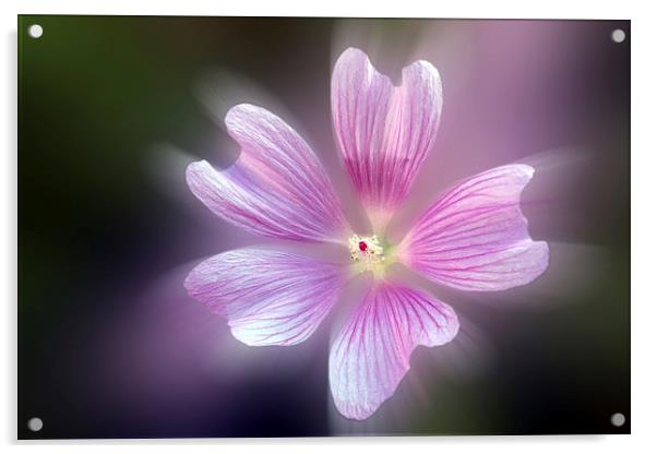  purple petals Acrylic by Marinela Feier