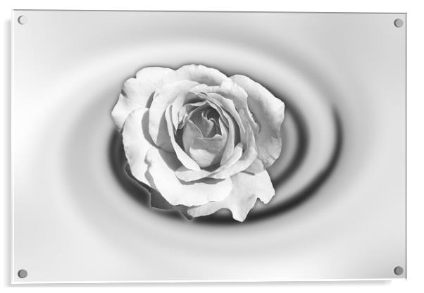 Rose in white Acrylic by Marinela Feier