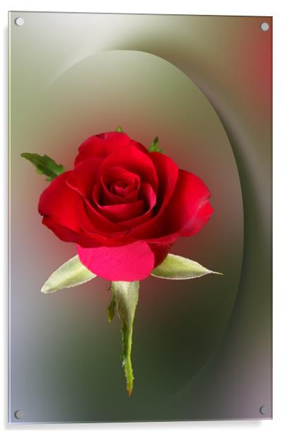 Red rose Acrylic by Marinela Feier