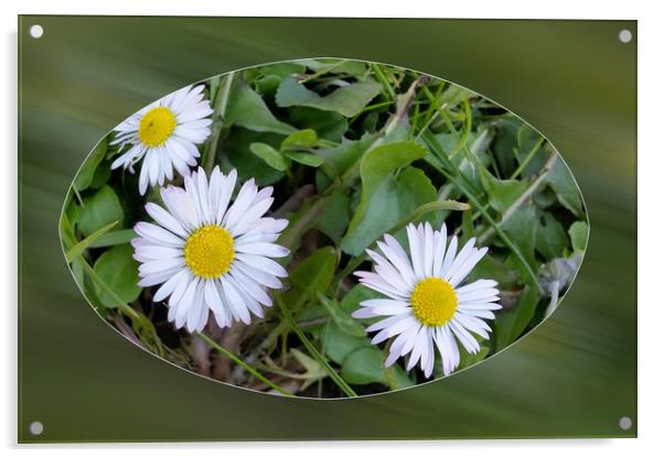 first little daisies Acrylic by Marinela Feier