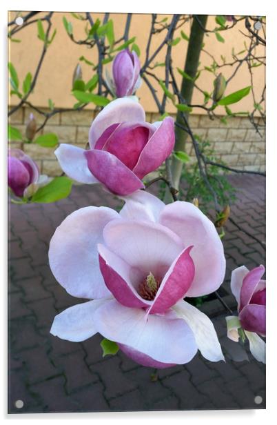 pink magnolia Acrylic by Marinela Feier