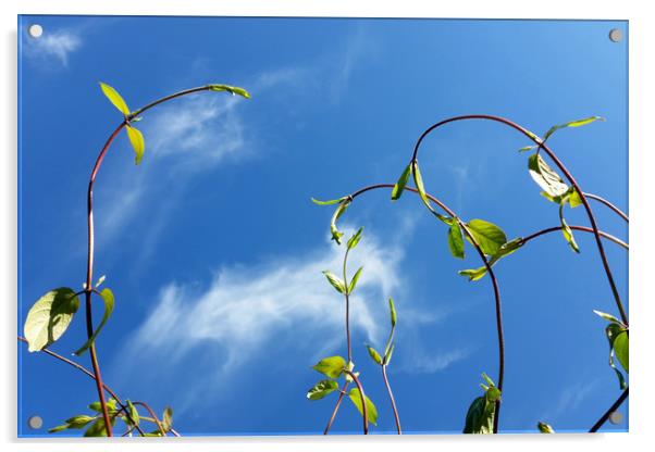 twigs in the wind Acrylic by Marinela Feier