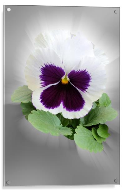 Pansy purple white Acrylic by Marinela Feier