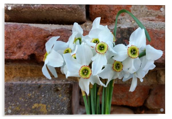 daffodils near fortress wall Acrylic by Marinela Feier