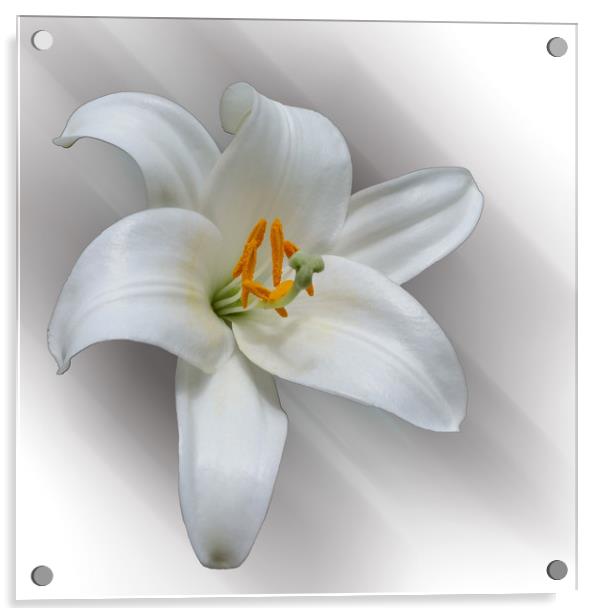 white lily Acrylic by Marinela Feier