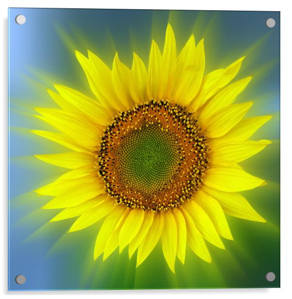 a bright sunflower Acrylic by Marinela Feier