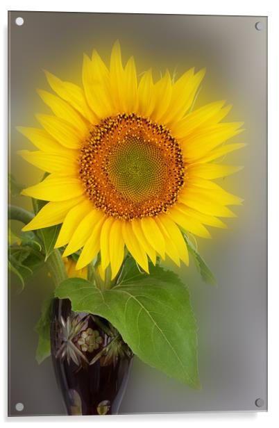 a glowing sunflower Acrylic by Marinela Feier