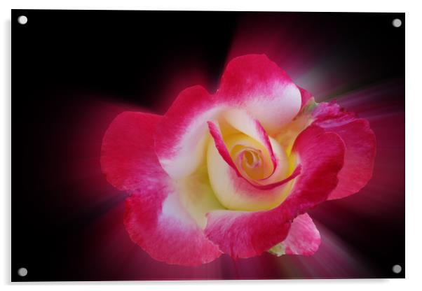 pink yellow rose Acrylic by Marinela Feier
