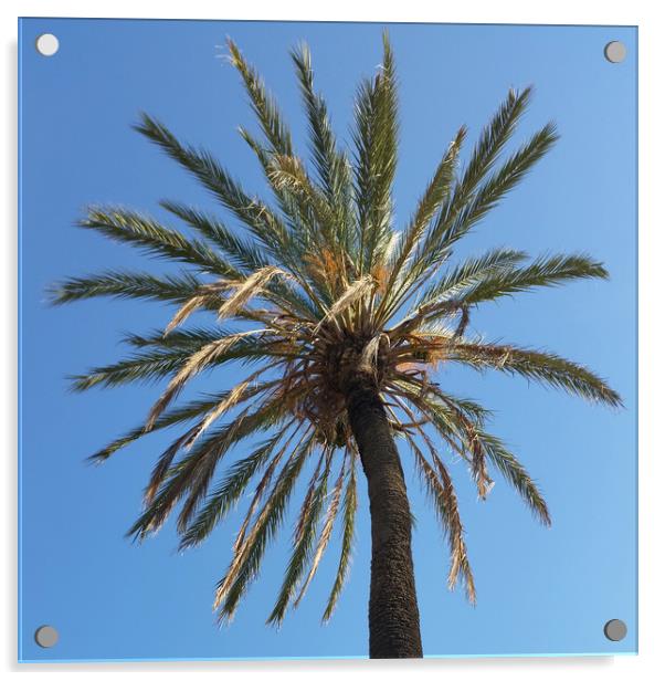 crown of a palm tree Acrylic by Marinela Feier