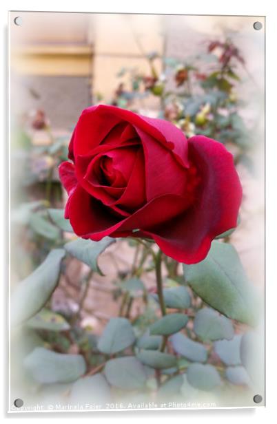 last red rose Acrylic by Marinela Feier