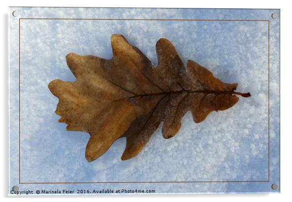 leaf on snow Acrylic by Marinela Feier