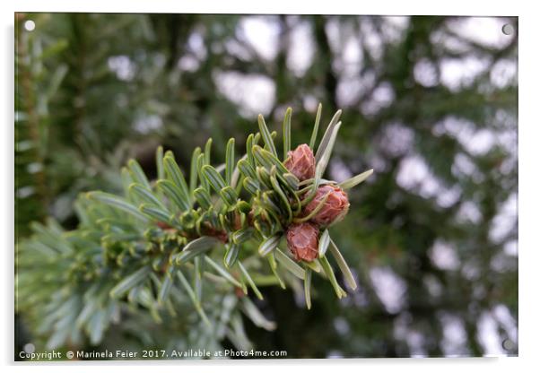 Fir buds Acrylic by Marinela Feier